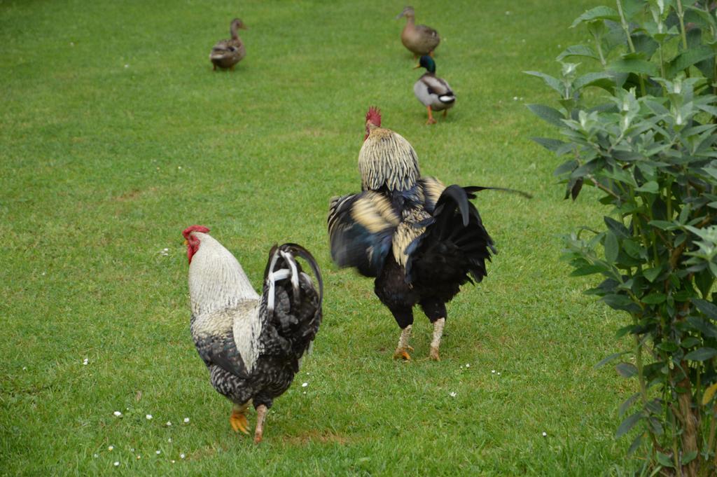 مبيت وإفطار Cléres La Grange Des Marettes المظهر الخارجي الصورة